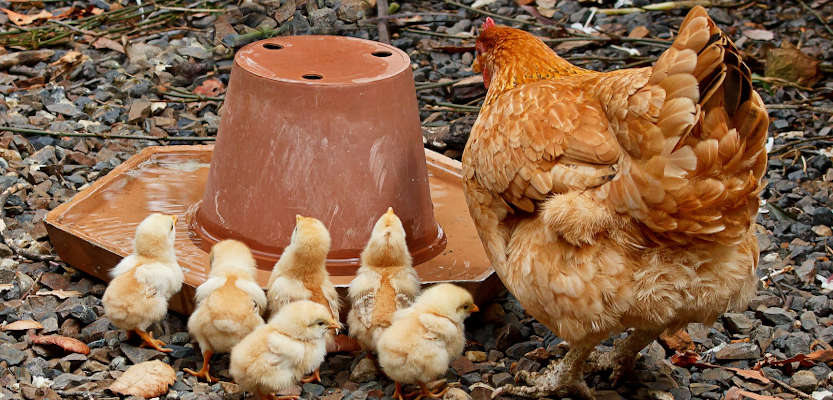 Pasiruošimas viščiukų perinimo sezonui